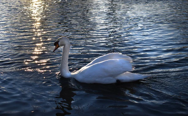 Bellissimo Cigno Sul Fiume Tramonto — Foto Stock