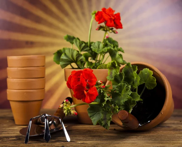Botas de jardín con herramienta, planta — Foto de Stock