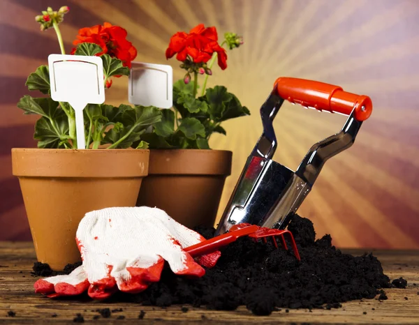 Gartenstiefel mit Werkzeug, Pflanze — Stockfoto