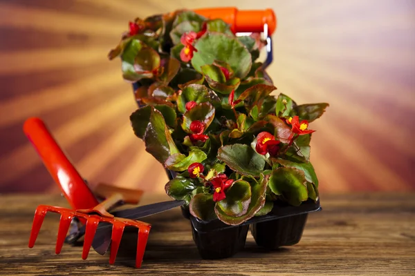 Garden boots with tool, plant — Stock Photo, Image