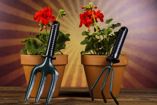 Garden boots with tool, plant — Stock Photo, Image