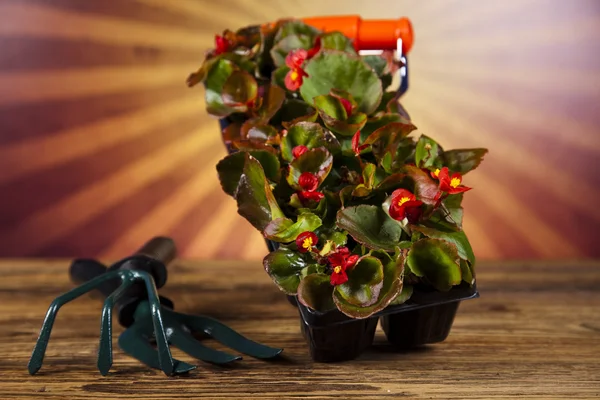 Garden boots with tool, plant — Stock Photo, Image