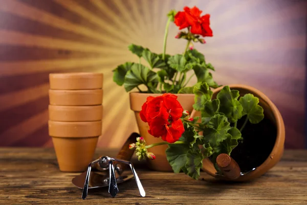 Garden boots with tool, plant — Stock Photo, Image