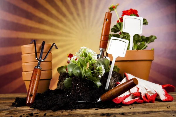Botas de jardín con herramienta, planta —  Fotos de Stock