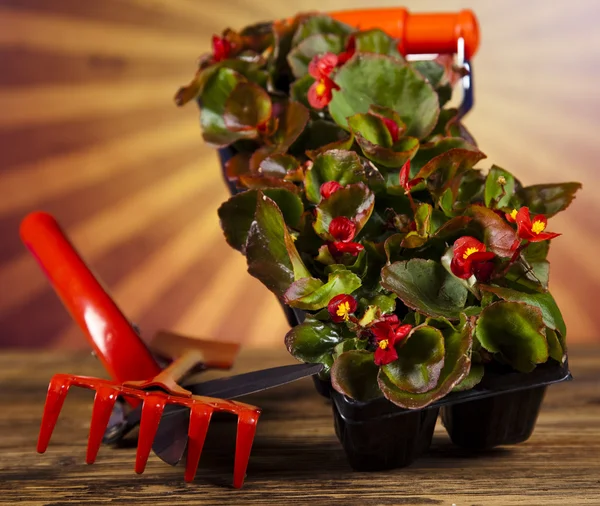 Garden boots with tool, plant — Stock Photo, Image