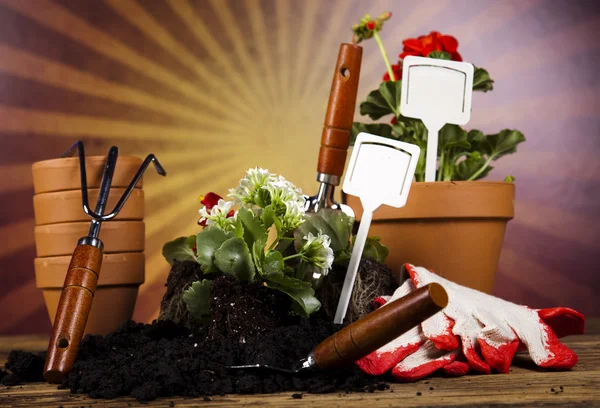 Garden boots with tool, plant — Stock Photo, Image