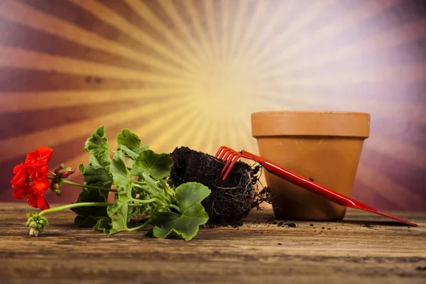 Garden boots with tool, plant — Stock Photo, Image