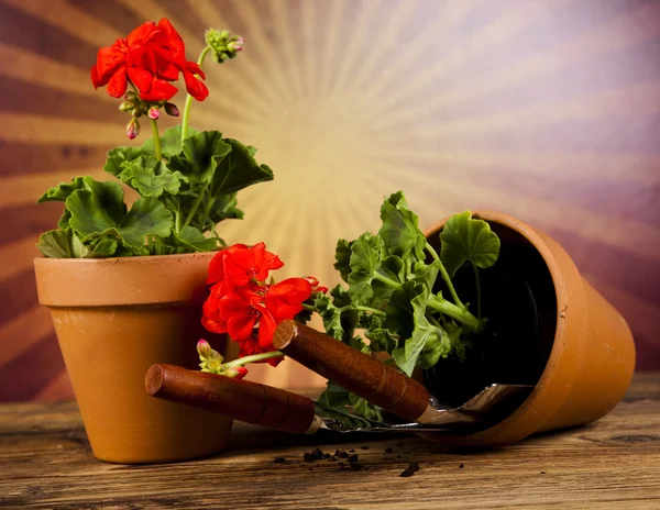 Garden boots with tool, plant — Stock Photo, Image