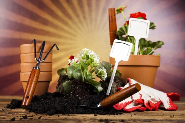 Garden boots with tool, plant — Stock Photo, Image