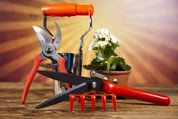 Garden boots with tool, plant — Stock Photo, Image