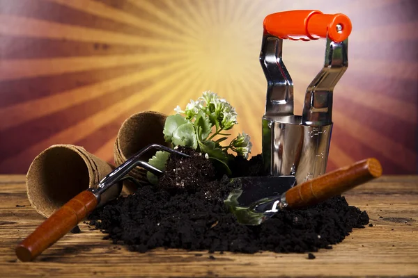 Gartenstiefel mit Werkzeug, Pflanze — Stockfoto