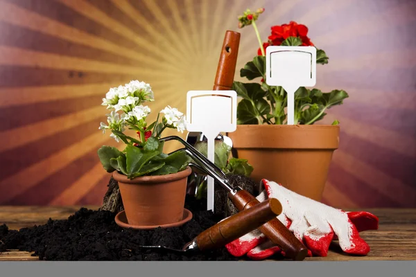 Garden boots with tool, plant — Stock Photo, Image