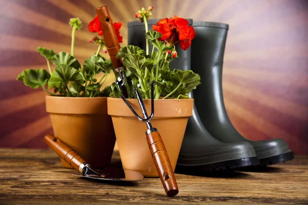 Garden boots with tool, plant — Stock Photo, Image