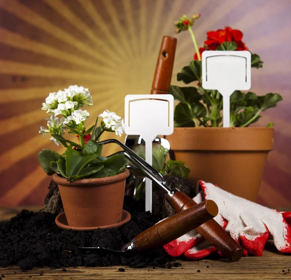 Botas de jardín con herramienta, planta —  Fotos de Stock