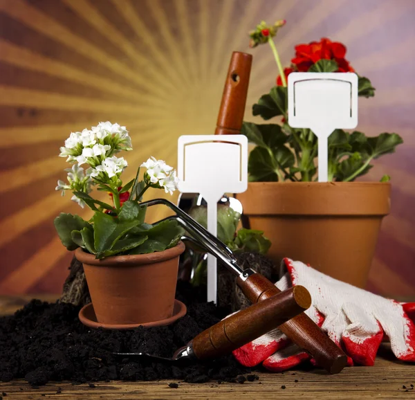 Garden boots with tool, plant — Stock Photo, Image