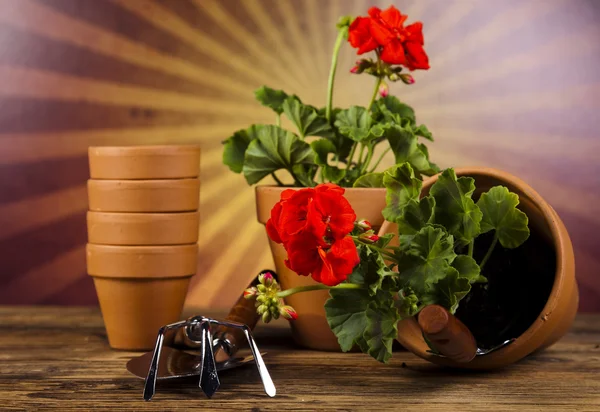 Regadera y Guantes de Jardinería — Foto de Stock