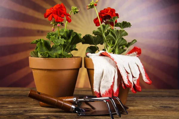 Konev a zahradnické rukavice — Stock fotografie