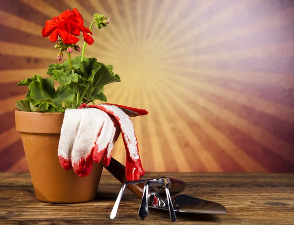 Gieter en tuinieren handschoenen — Stockfoto