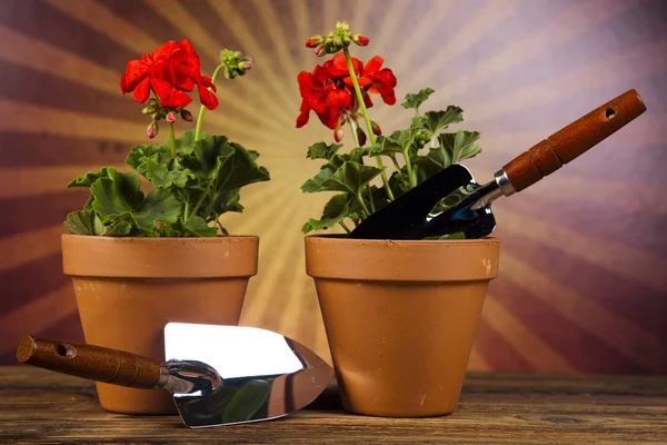 Rega pode e luvas de jardinagem — Fotografia de Stock