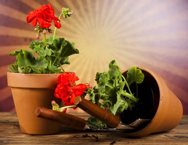 Watering Can and Gardening Gloves — Stock Photo, Image