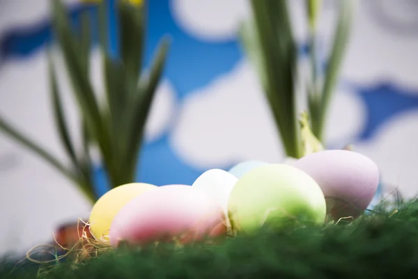 Colored eggs and flowers in pots — Stock Photo, Image