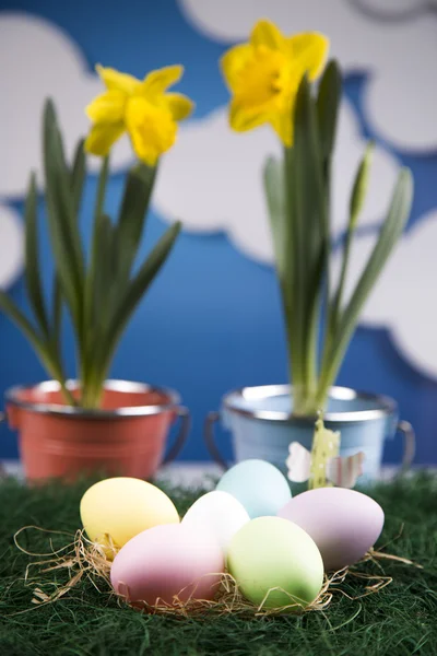 Colored eggs and flowers in pots — Stock Photo, Image