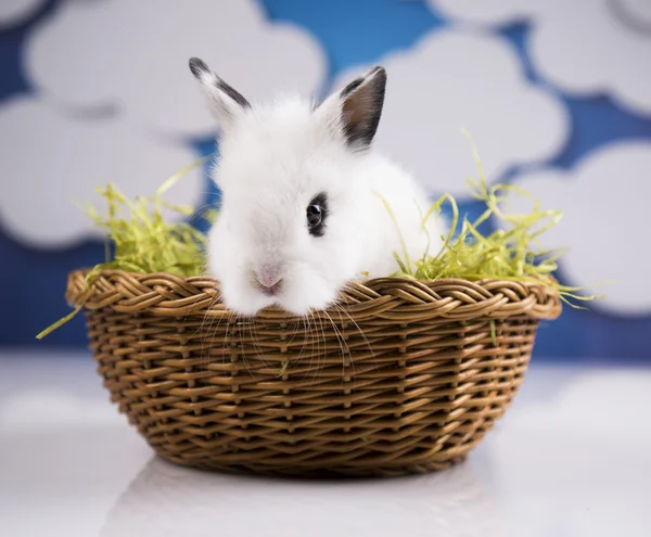 Witte bunny in de mand — Stockfoto