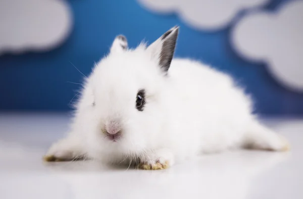 White bunny — Stock Photo, Image