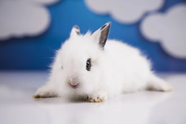 White bunny — Stock Photo, Image