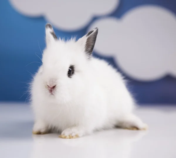 White bunny — Stock Photo, Image