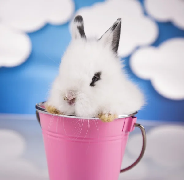 White bunny in the basket — Stock Photo, Image