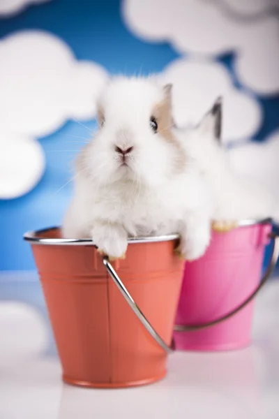 Två kaniner i en hink — Stockfoto