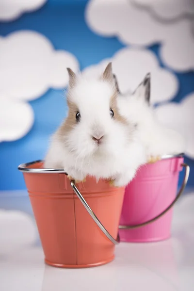 Two bunnies in a bucket — Stock Photo, Image