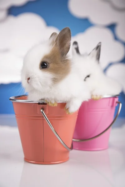 Dois coelhos num balde — Fotografia de Stock