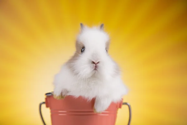 Bunny i hinken — Stockfoto