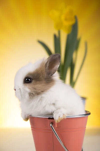 Rabbit in a basket, flowers — Stock Photo, Image