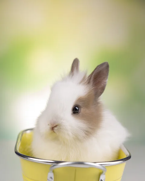 Påsk. Bunny — Stockfoto