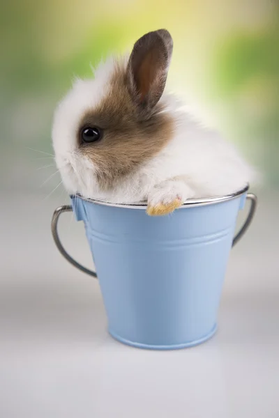 Pasen. De bunny — Stockfoto