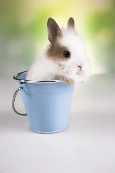 Påsk. Bunny — Stockfoto