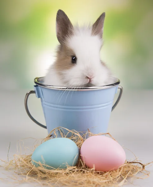 Bunny in a blue bucket, eggs — Stock Photo, Image