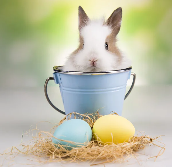 Bunny in a blue bucket, eggs — Stock Photo, Image