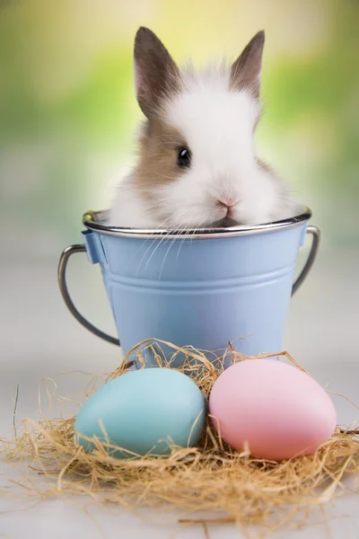 Bunny in a blue bucket, eggs — Stock Photo, Image