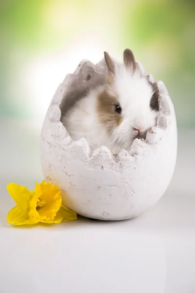 Bunny in egg, flowers — Stock Photo, Image