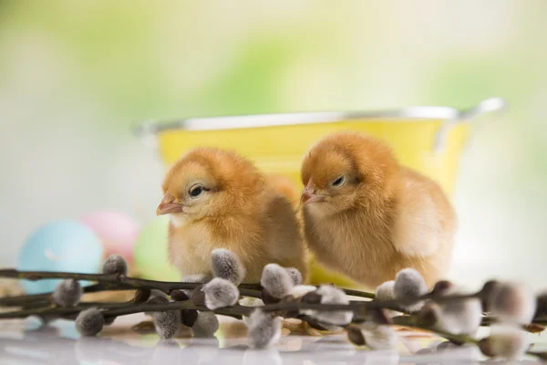 Easter chickens — Stock Photo, Image