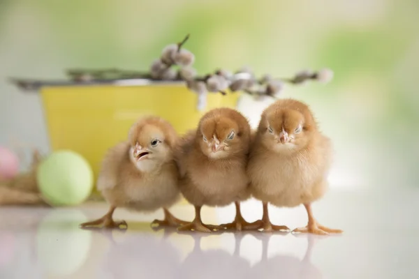 Pollos de Pascua — Foto de Stock