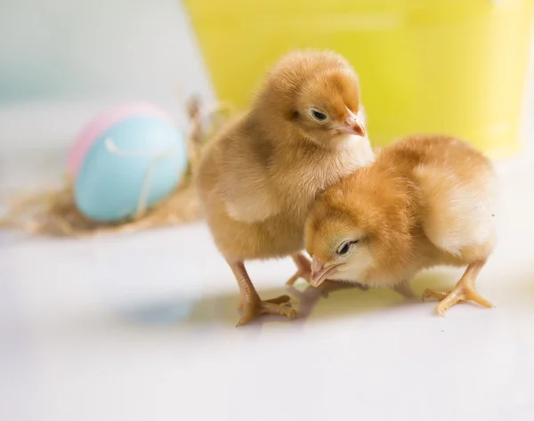 Easter chickens — Stock Photo, Image