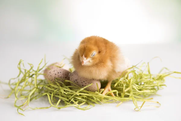 Easter chickens — Stock Photo, Image