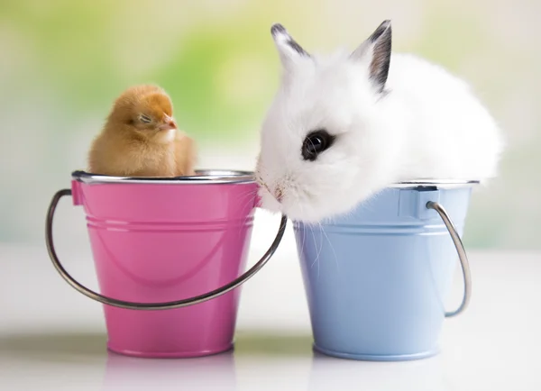 Glad påsk. kycklingar i bunny — Stockfoto