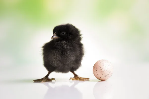 Black chick and egg — Stock Photo, Image