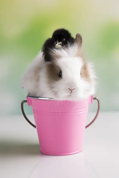 Black bunny and chick — Stock Photo, Image